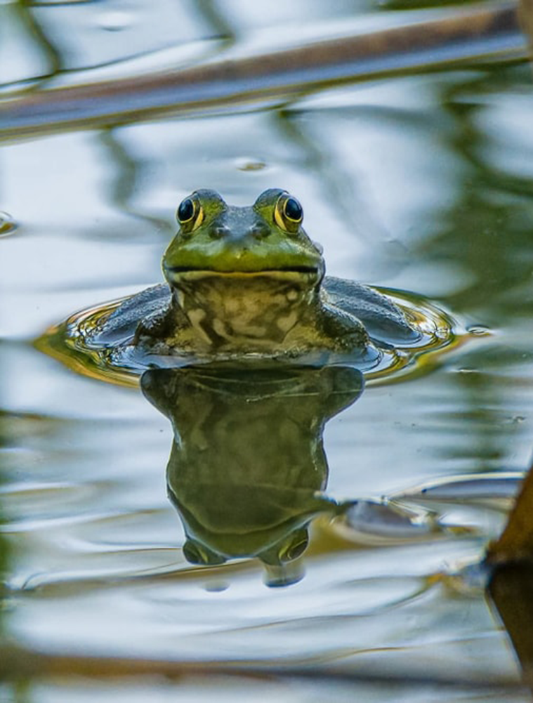 frog in a pond