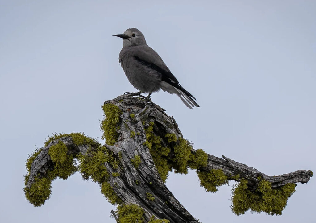 bird perched on a branch as a part of the wildlife of Easter Shore